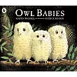 Owl babies