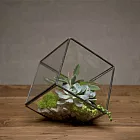 「PRIME COLLECTION」Terrarium 方塊迷你玻璃屋