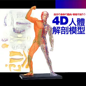 【賽先生科學工廠】半透明4D人體解剖全身模型