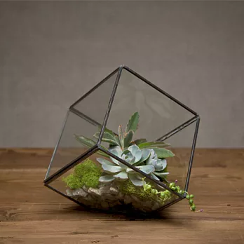 PRIME COLLECTION - Terrarium 方塊迷你玻璃屋