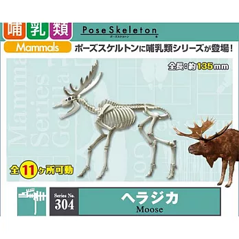 《盒玩》動物骨骼系列 哺乳類 駝鹿 -- Rement出品
