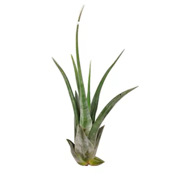 【Digilohas】空氣鳳梨植栽(象牙玉墜子)象牙玉墜子