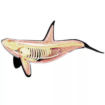 《Koubutu》4D Vision 立體生物解剖拼圖模型 - 殺人鯨