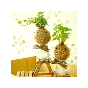 迎光-微笑苔球(常春藤+合果芋)