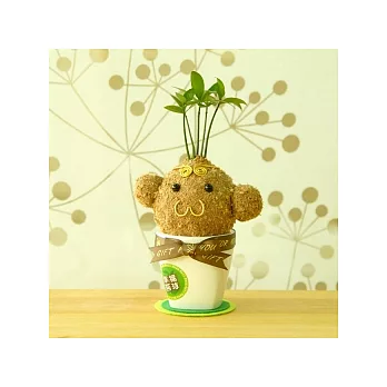 迎光-幸福苔球-悟空(竹柏)