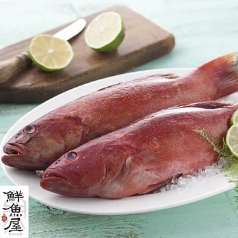 【鮮魚屋】野生紅鰷石斑魚350g*3條