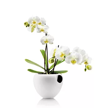 蘭花吸水花盆(17cm、白）