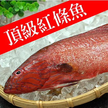 【優鮮配】峇里島海底紅金-野生紅鰷石斑魚X4條(350g±50G/條)