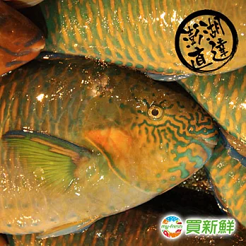 【買新鮮】澎湖鸚哥魚(450±10%/條)