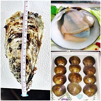 《馬蹄蛤》馬蹄蛤(大)+馬蹄蛤(小)+生蠔各三斤共九斤