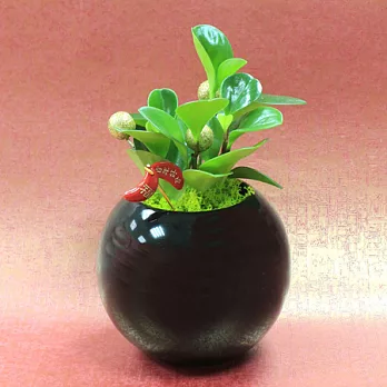 迎光-迎春團圓植栽(黑)