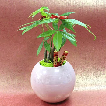 迎光-迎春團圓植栽(粉)