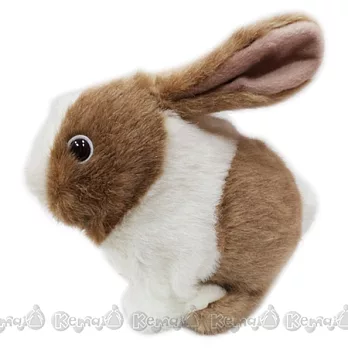 IWAYA長耳兔