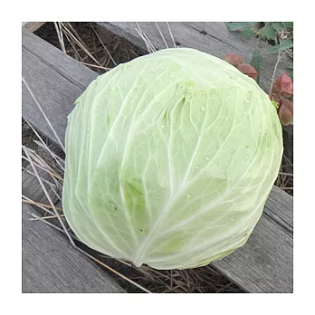 [台灣好農]有機高麗菜