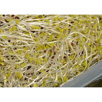 [台灣好農]有機青花椰苗
