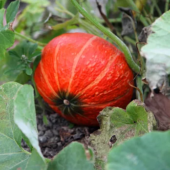 預購[壽豐印象] 花蓮產地直送栗子南瓜（品種：東昇）(6kg)(含運)