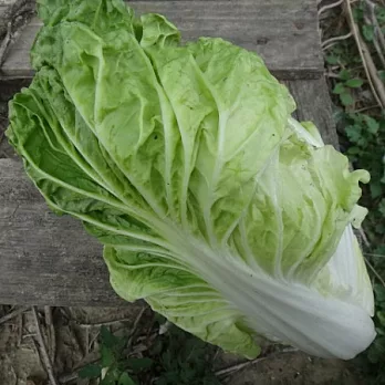 [台灣好農]有機包心白菜