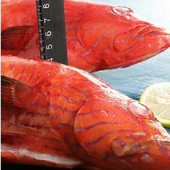 【上野物產】頂級峇里島野生紅鰷石斑