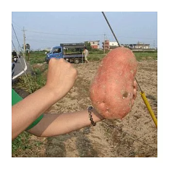 【Opoca產地蔬果】 金山紅心地瓜 5斤裝*2