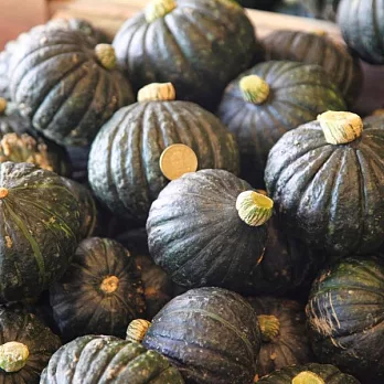 預購[壽豐印象] 迷你栗子南瓜(10台斤)(含運)