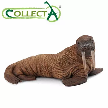 【CollectA】海洋系列 - 海象