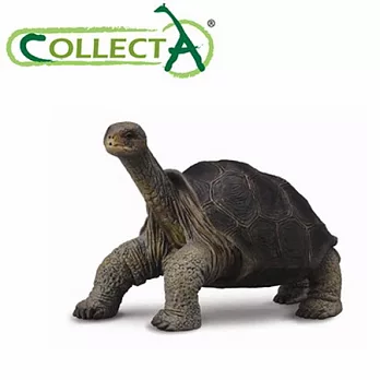 【CollectA】海洋系列 - 和平島象龜