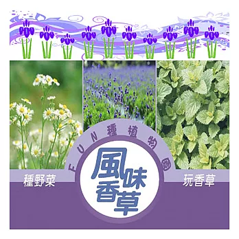 【迎光】FUN種植物園系列(風味香草-楊甘菊.薰衣草.香蜂草)