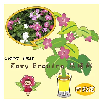 【迎光】Easy Growing易植栽(鵝黃-月見花)