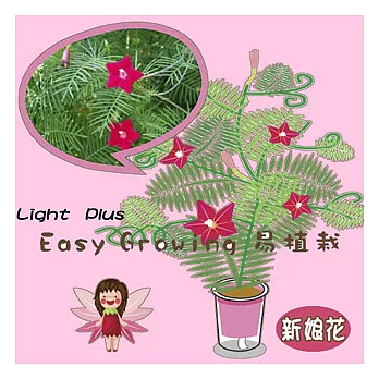 【迎光】Easy Growing易植栽(粉紅-新娘花)