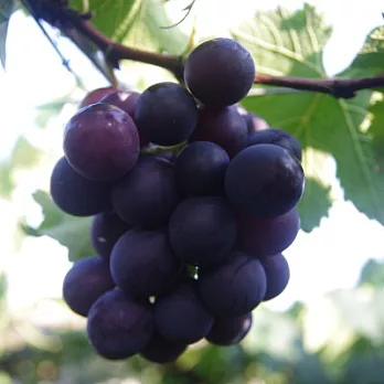 [菩提子果園]巨峰葡萄(2.5斤)(4盒)(含運)