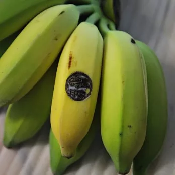 [壽豐印象]有機芭蕉8台斤(一比未催熟，一比已催熟，14~18隻 1 比)