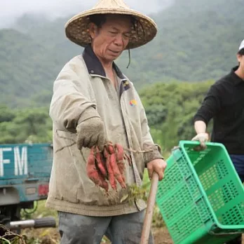 [壽豐印象] 無藥栗子地瓜(5台斤)(含運)