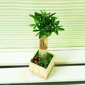 [迎光]自然風格水晶試管植栽-羅漢松