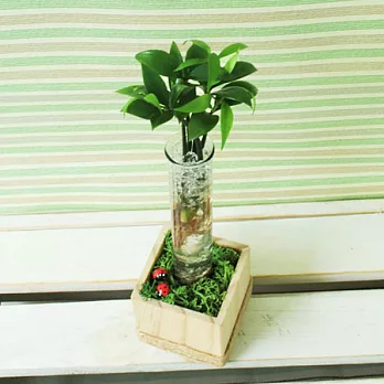 [迎光]自然風格水晶試管植栽-竹柏