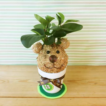 [迎光]幸福苔球-熊丸(圓葉椒草)