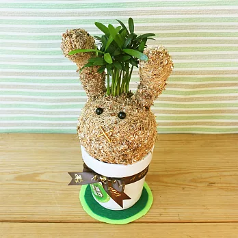 [迎光]幸福苔球-鴻兔大展(羅漢松)