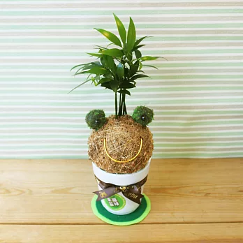 [迎光]幸福苔球-蛙寶(竹柏)