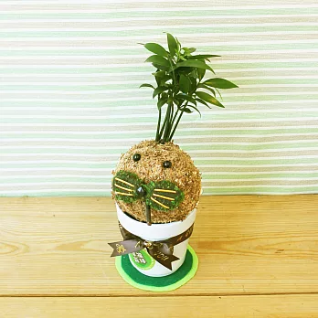 [迎光]幸福苔球-海豹博士