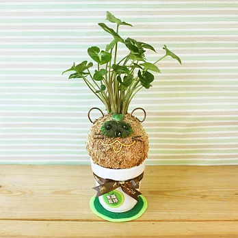[迎光]幸福苔球-貍貓(合果芋)