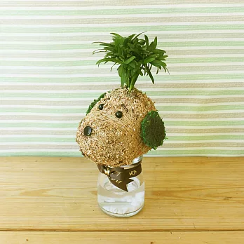 [迎光]史奴比造型苔球-羅漢松