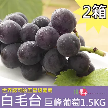 [挑果子] 白毛台巨峰葡萄1.5KG (送禮組)(2盒)(含運)