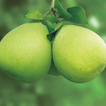 [中秋限定] 得獎台南麻豆老欉文旦禮盒5台斤(含運)