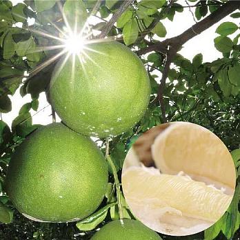 《普明園》台南麻豆40年 頂級大白柚(5台斤/箱)