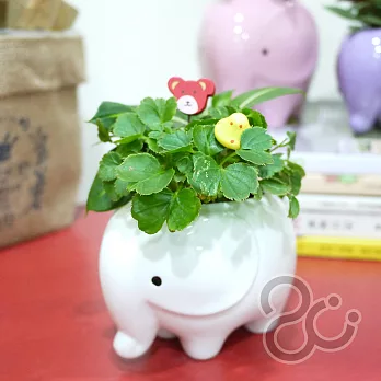 Happy小象盆栽亮白