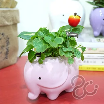 Happy小象盆栽亮粉