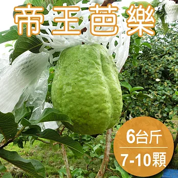 【農夫家】帝王芭樂，水份高/具土芭樂香氣，6台斤