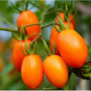 [高雄美濃]橙蜜香蕃茄(5斤)