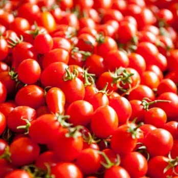 [台南鹽水區]鹽水小蕃茄(5台斤)