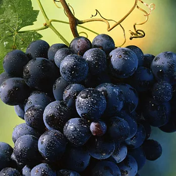 【六果自然農場】甜蜜葡萄(5斤)(含運)