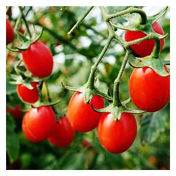 [番茄小舖]雙色蕃茄禮盒(4斤)(紅2斤,黃2斤)(含運)